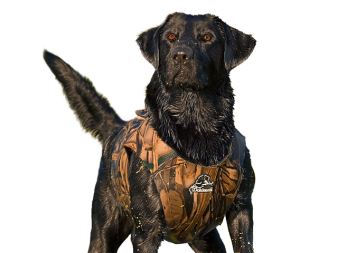 Dog_Vest_ Xtreme_with_dog_small_web (2)