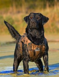 Dog_vest_xtreme_dog_02_small_web (4)